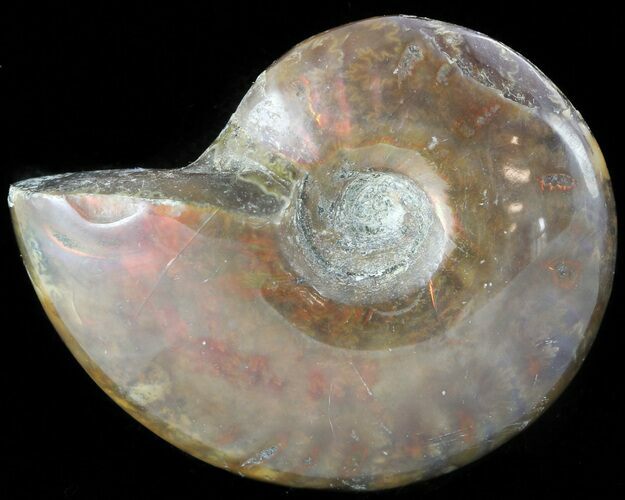 Flashy Red Iridescent Ammonite - Wide #45782